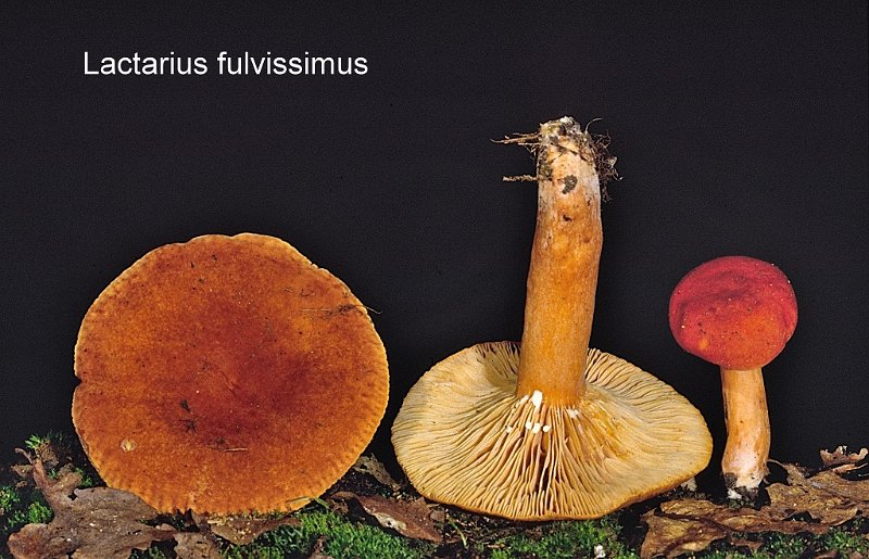 Lactarius fulvissimus-amf1131.jpg - Lactarius fulvissimus ; Nom français: Lactaire fauve